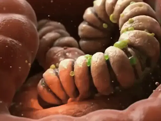 Ilustração de parasita na parede intestinal