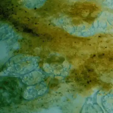 Animação microscópica do biofilme protegendo os parasitas